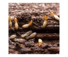 Flatline Pest Control - Termite Inspection Central Coast