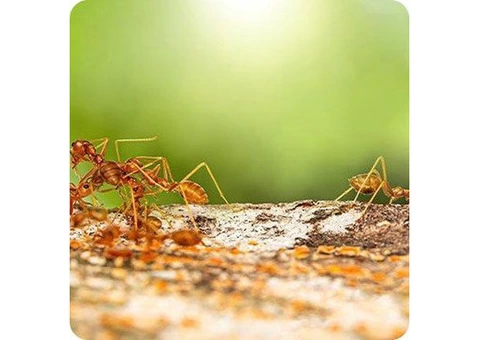 Are Bed Bugs Causing You Sleepless Nights in Melbourne? - 1/3