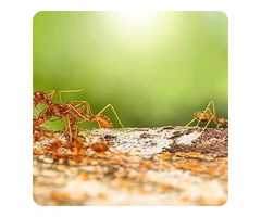 Are Bed Bugs Causing You Sleepless Nights in Melbourne?