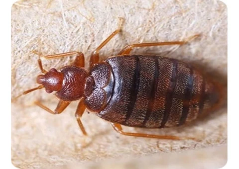Are Bed Bugs Causing You Sleepless Nights in Melbourne? - 2/3