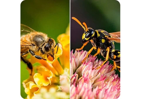 Are Bed Bugs Causing You Sleepless Nights in Melbourne? - 3/3