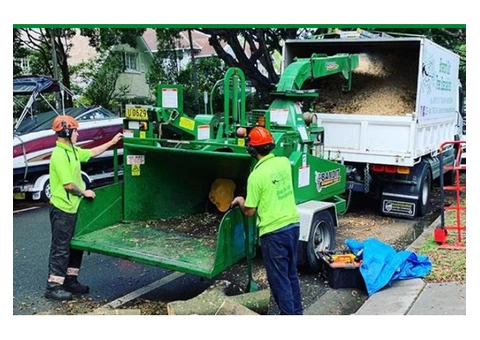 Arborist sydney