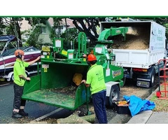 Arborist sydney