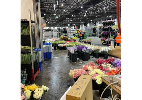 The Little Market Bunch - 2/4