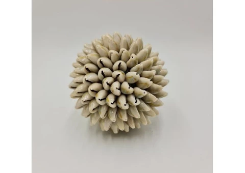 Wholesale Seashells in Bulk for Home Decor