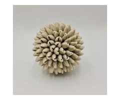 Wholesale Seashells in Bulk for Home Decor