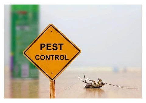 Pest Control Torquay