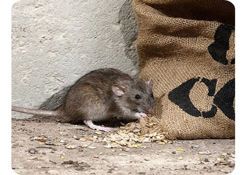 Melbourne Pest Control - Your Trusted Partner in Rodent Pest Control!