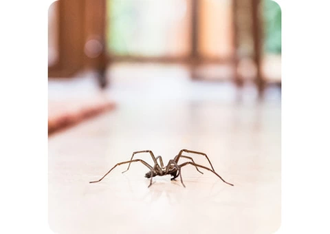 Melbourne Pest Control - Your Trusted Partner in Rodent Pest Control! - 2/2