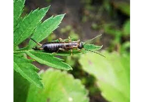 Newport's Premier Pest Control Company