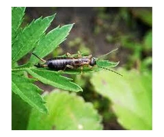 Newport's Premier Pest Control Company