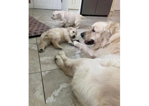 AKC Registered Golden Retriever puppies - 1/4