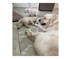 AKC Registered Golden Retriever puppies