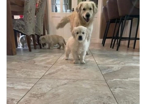 AKC Registered Golden Retriever puppies - 2/4