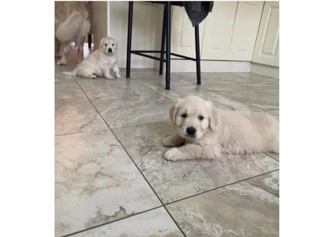 AKC Registered Golden Retriever puppies - 3/4
