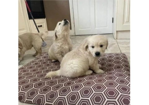 AKC Registered Golden Retriever puppies - 4/4