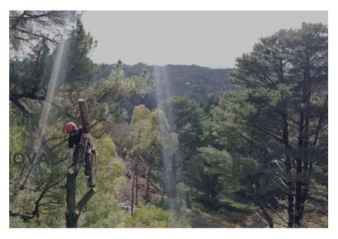 Stump Removal Adelaide