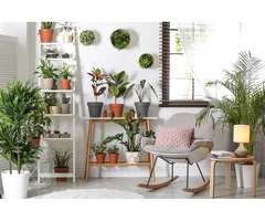 Transform Your Office with Indoor Plant Hire in Melbourne