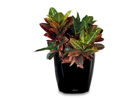 Indoor Plant Hire: A Simple and Affordable Way to Add Greenery to Your Environment