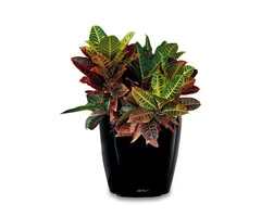 Indoor Plant Hire: A Simple and Affordable Way to Add Greenery to Your Environment