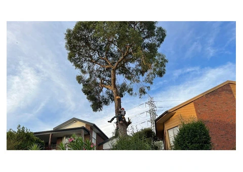 Get Expert Tree Cutting Services and Spruce Up your Garden