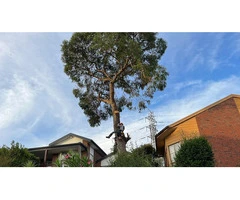 Get Expert Tree Cutting Services and Spruce Up your Garden