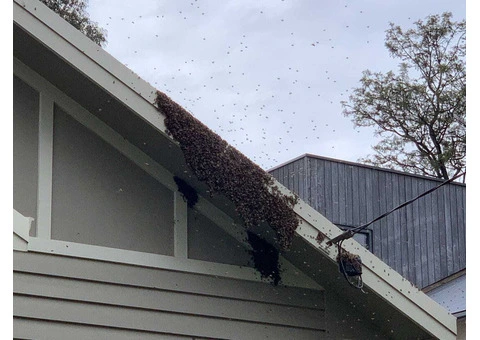Efficient Bee Removal Services in Melbourne: Fast, Safe, and Cost-Effective