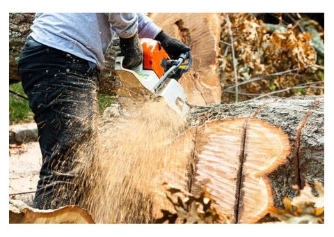 Professional Tree Removal in Moorabbin: Expert Arborists