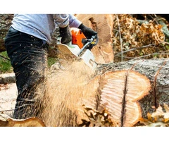 Professional Tree Removal in Moorabbin: Expert Arborists