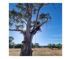 Best Tree removal Servivces in Adelaide