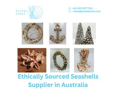 Ethically Sourced Seashells Supplier in Australia