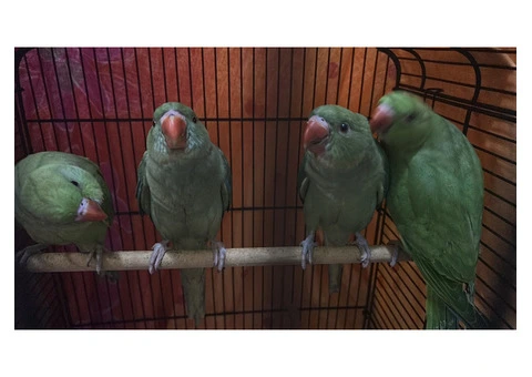 Green ringnecks for sale - 1/5