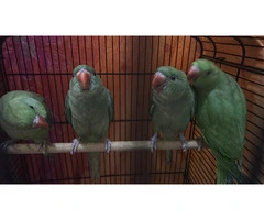 Green ringnecks for sale