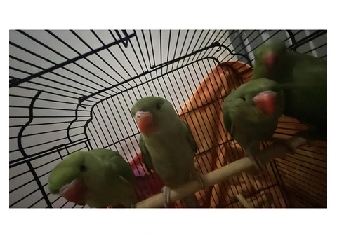 Green ringnecks for sale - 2/5
