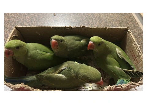 Green ringnecks for sale - 3/5