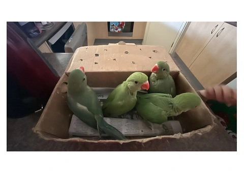 Green ringnecks for sale - 4/5