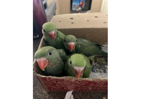 Green ringnecks for sale - 5/5