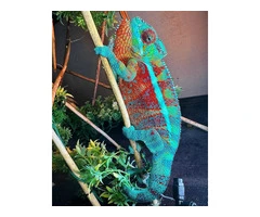 We breed and sell a wide variety of reptile species, including turtles, chameleons