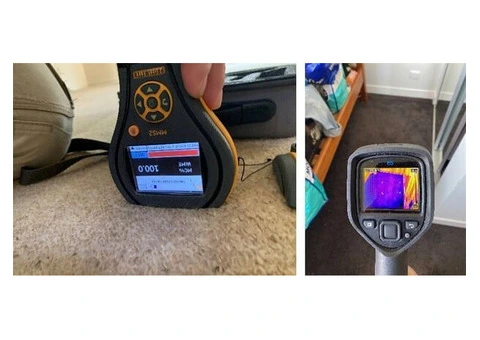 Professional Restoration Services for Water-Damaged Carpet