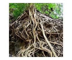 Best Tree removal Services in Adelaide