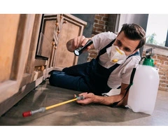 Professional Spider Control Specialists in Frankston