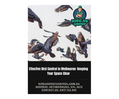 Effective Bird Control in Melbourne: Keeping Your Space Clear