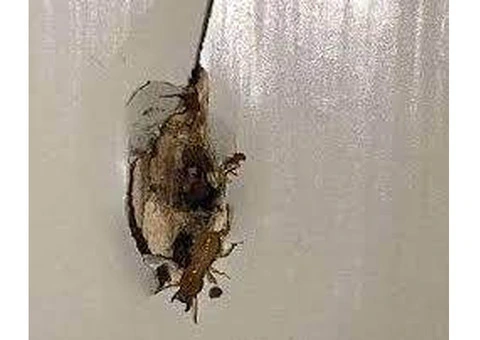 Effective Wasp Removal Services in Sydney