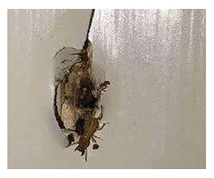 Effective Wasp Removal Services in Sydney