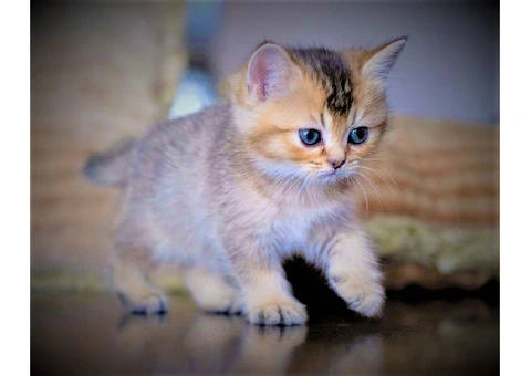 "British Shorthair Kittens for Loving Homes"