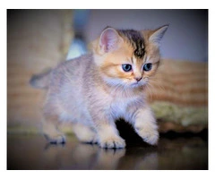 "British Shorthair Kittens for Loving Homes"
