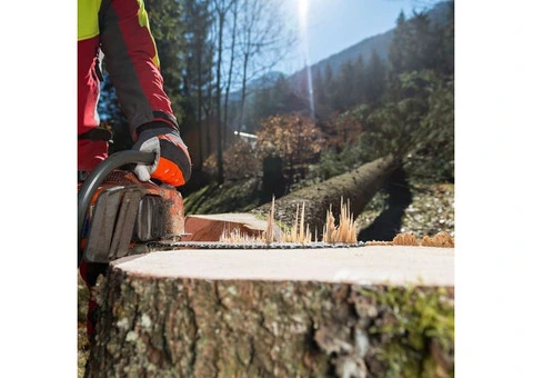 Best Tree removal Services in Australia