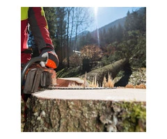 Best Tree removal Services in Australia