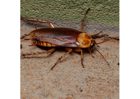Flatline Pest Control - Cockroach Control Central Coast