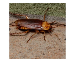 Flatline Pest Control - Cockroach Control Central Coast